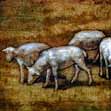 Click to See Detail of Sheep Iin  AE428